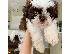 PoulaTo: Shih Tzu